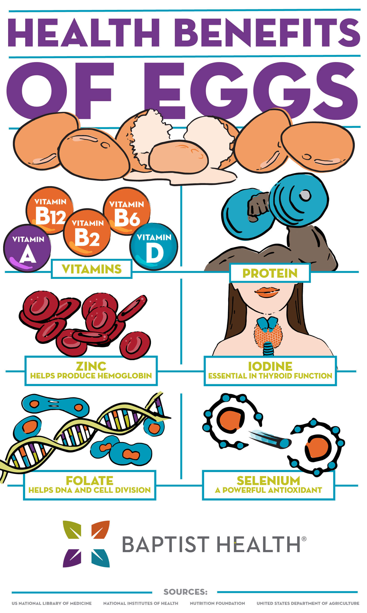 Health Benefits Of Eggs - Baptist Health