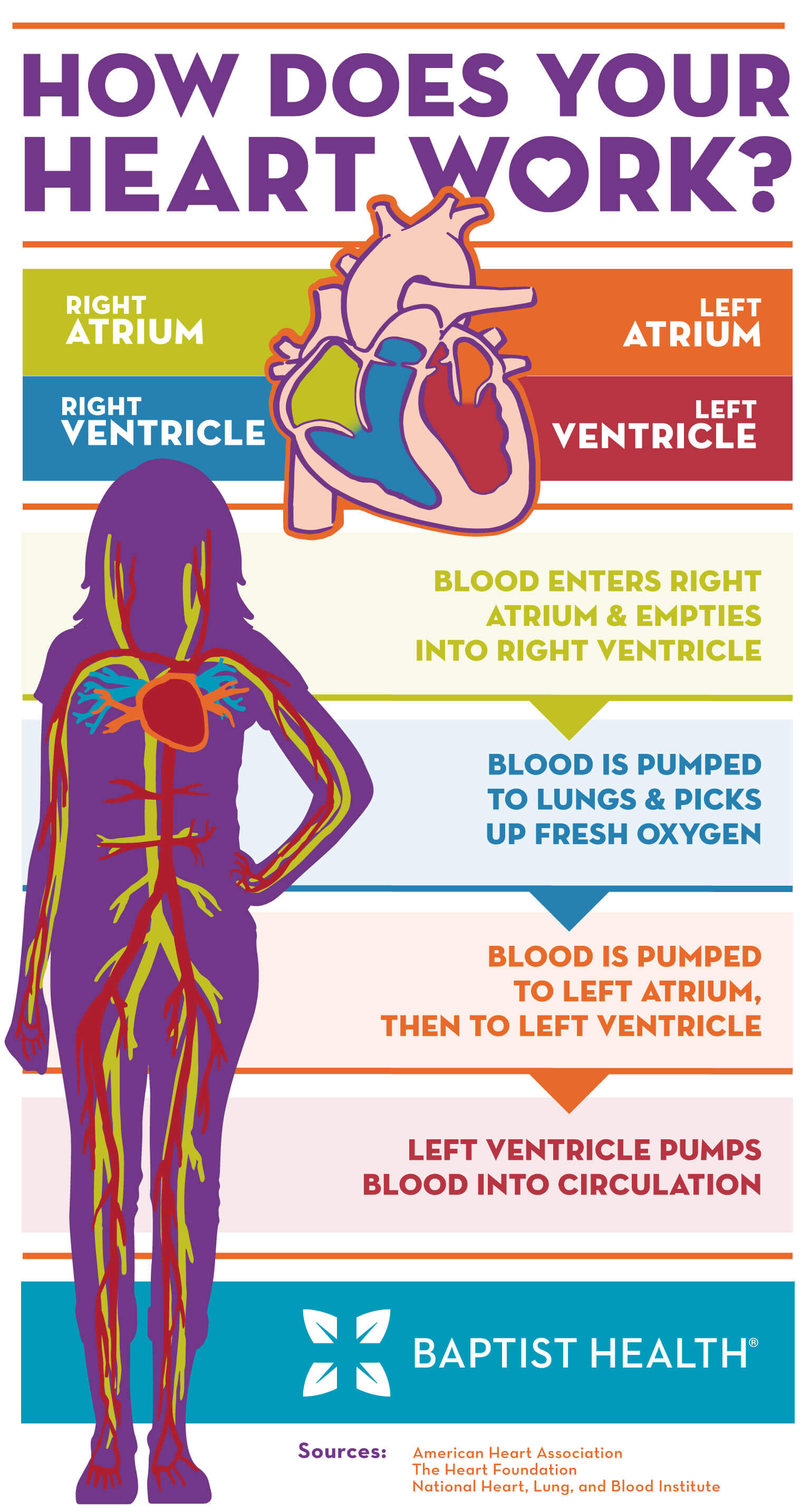 How Does Your Heart Work Baptist Health