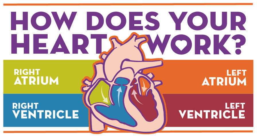 How Your Heart Works