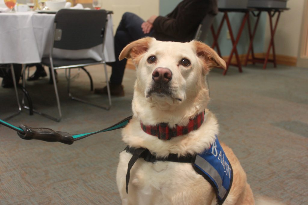 Baron - Volunteer Therapy therapy dog